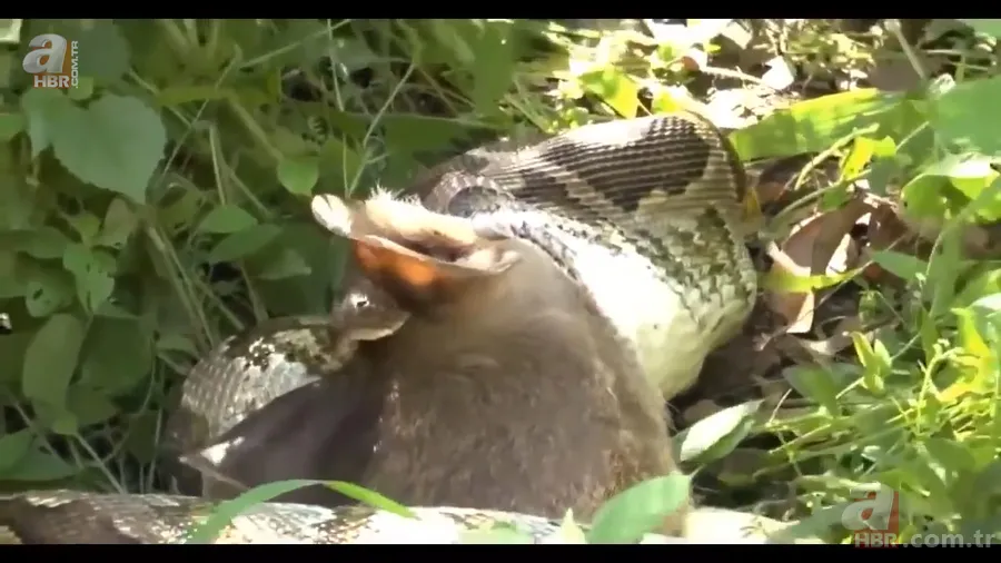 Anakonda yılanı ineği tek lokmada yuttu! O anlar böyle görüntülendi 20