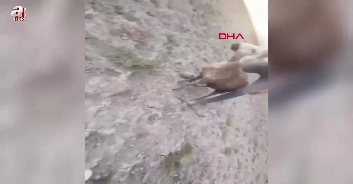 Kovboy şapkalı magandalar!