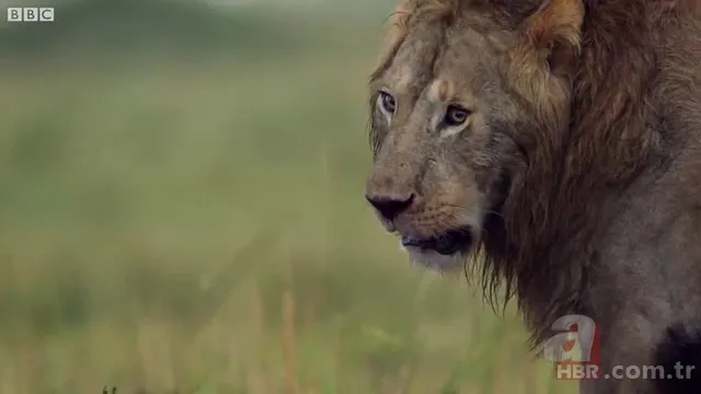 İzmir'de sırtlan paniği! "Tire canavarı" korku salıyor 9