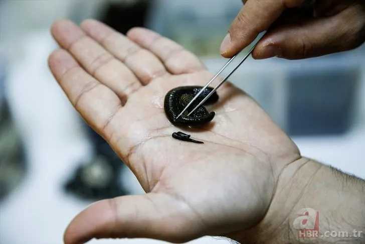 Sülüklerin nesli tükenme tehlikesiyle karşı karşıya! Uzmanlar uyardı… 11