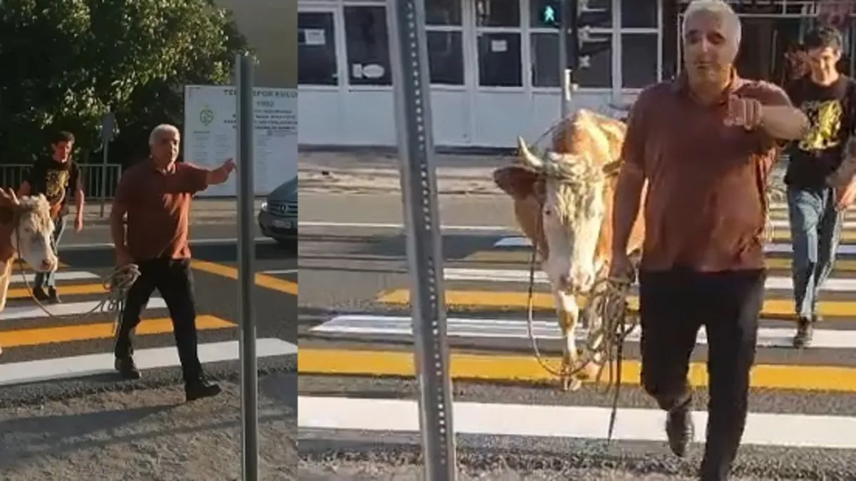 Trafikte şaşkına çeviren anlar! İnekler yay geçidini kullandı sahibi "mecbur dedi