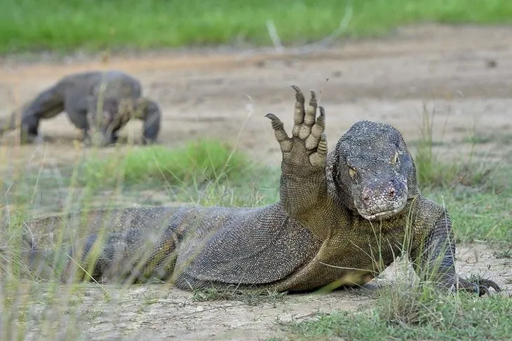 Komodo ejderinin dağ keçisi avı böyle görüntülendi!