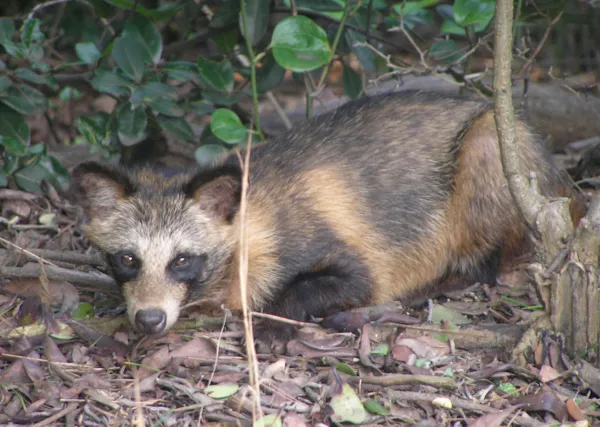 Sığırlara ve tavuklara koronavirüs enfekte etmeye çalıştılar! Dünya Hayvan Sağlığı Örgütünden flaş açıklama