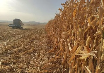 Hazine ve Maliye Bakanı Berat Albayrak duyurmuştu! İthal üründe yeni dönem...