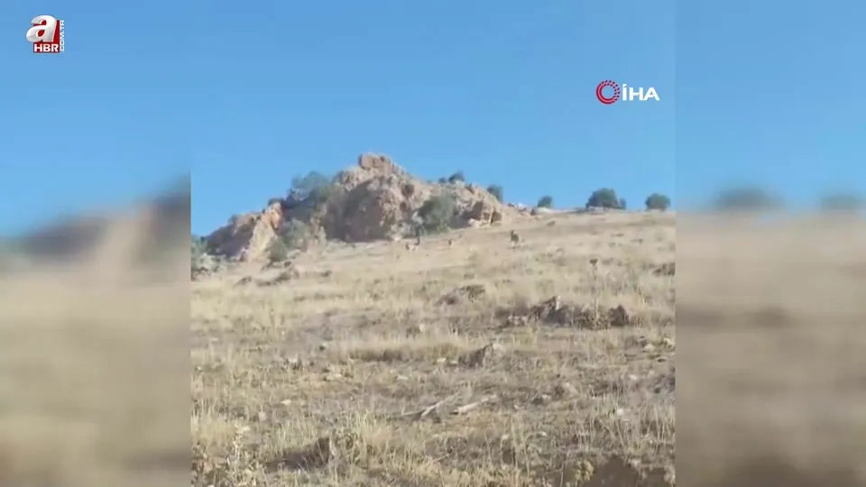 Mardin’de dağ keçileri böyle görüntülendi
