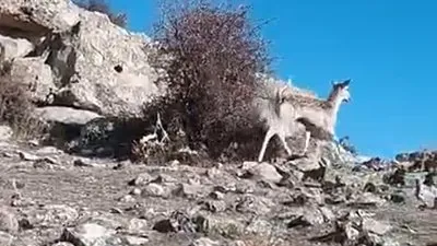 Mardin’de ceylan görüntülendi