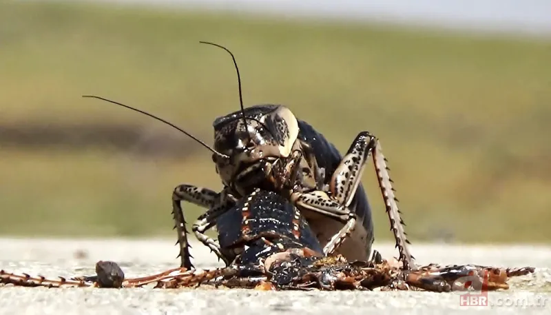Yamyam çekirge o ilimizde yeniden ortaya çıktı 🦗 Kendi türünü yerken görüntülenmişti 9