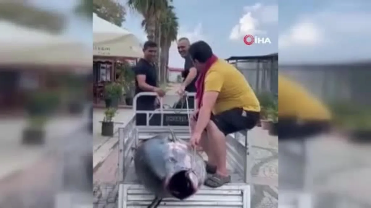 Erdek’te 207 kiloluk dev orkinos sahile çıkarıldı