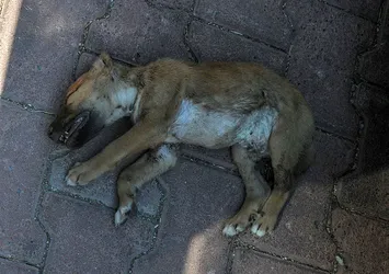 Antalya'da canilik: 5 yavru köpek önce zehirlendi ardından yakıldı