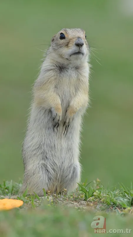 Doğada nadir rastlanan türlerden biri! İşte Anadolu yer sincabının sevimli halleri... 8