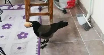 Gerçeği öğrenince şaştı kaldı! Balkondaki yumurta hırsızı böyle yakalandı