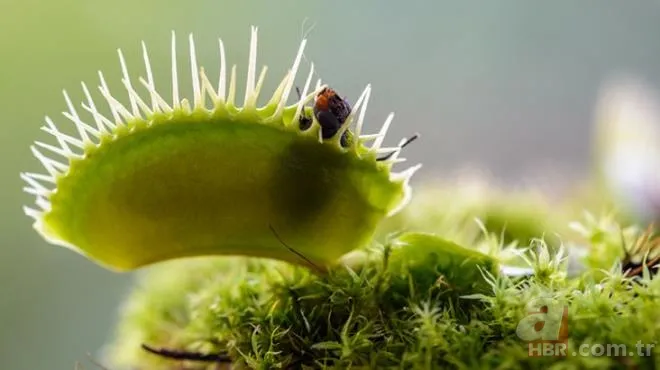 Sinek kapan bitkisine bu sefer acı biber yedirdiler! Bitkinin hazin sonu 1