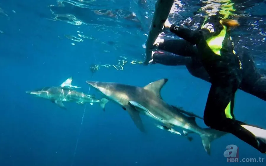 Ölümle burun buruna! Denizde korkunç anlar drone kamerasında! Dev köpek balığı... 6