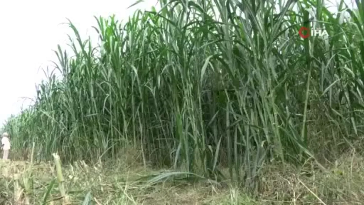 Samsun'da Maralfalfanın ilk hasadı yapıldı
