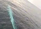 15 metre! Akdenizde görüntülendi