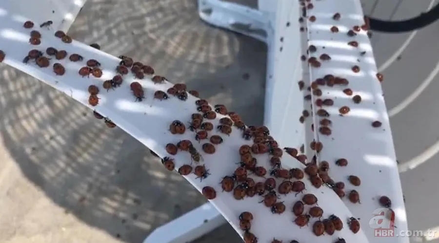 Tekirdağ’da uğur böceği istilası! Isırıyor: Tatilciler panik içinde🐞 9