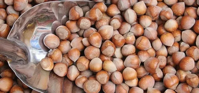 31 Ocak FINDIK FİYATLARI: 🌰 Serbest piyasada fındık fiyatı kaç TL oldu? Giresun, Ordu, Samsun, Trabzon