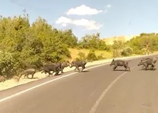 Görüntüler Türkiye’den... Sürü halinde ortaya çıktılar