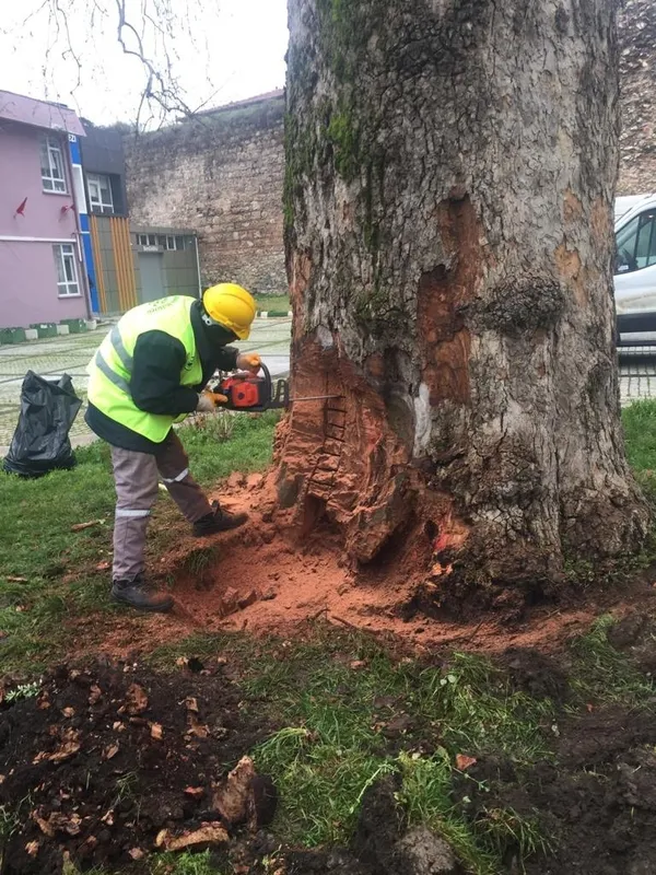 İBB ağaçları katlediyor! Bursa Büyükşehir Belediyesi 433 yıllık çınarların bakımını sürdürüyor - 4
