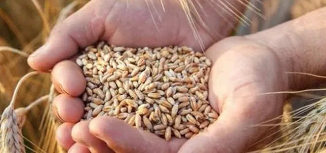 2023 Buğday fiyatları açıklandı mı? TMO buğday taban fiyatları ne kadar, kaç TL olacak? 1 ton buğday fiyatı...