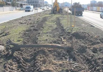 CHP'li belediyeler ağaç katliamına devam ediyor! İstanbul ve İzmir'den sonra şimdi de Tekirdağ...