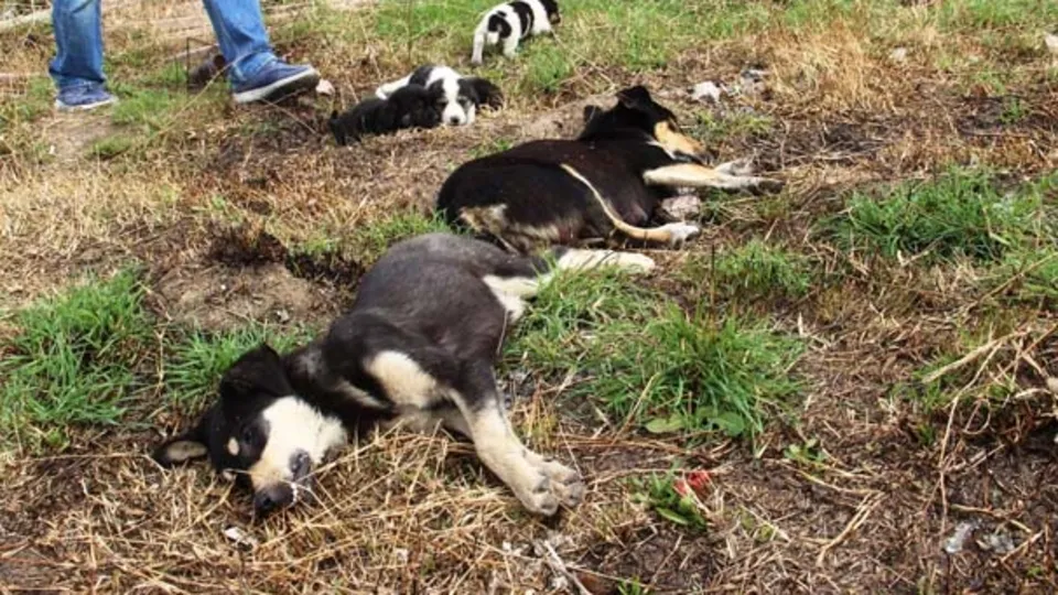 4 köpek zehirli tavuk etleriyle katledildi