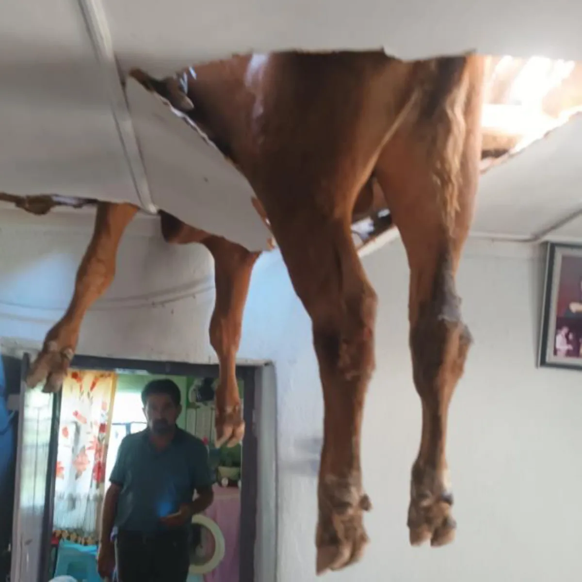 Boğa evin çatısından içeri girdi! Kovaladığı inek kaçınca ortalığı birbirine kattı... Uykudan fırlayan evdekiler 112'yi aradı