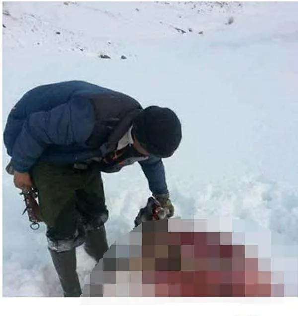 Aç kalan kurtlar köpeği parçalayıp, yedi - 1