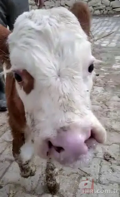 Buzağıyı görenler gözlerine inanamadı! Burun delikleri ağız boşluğuna...