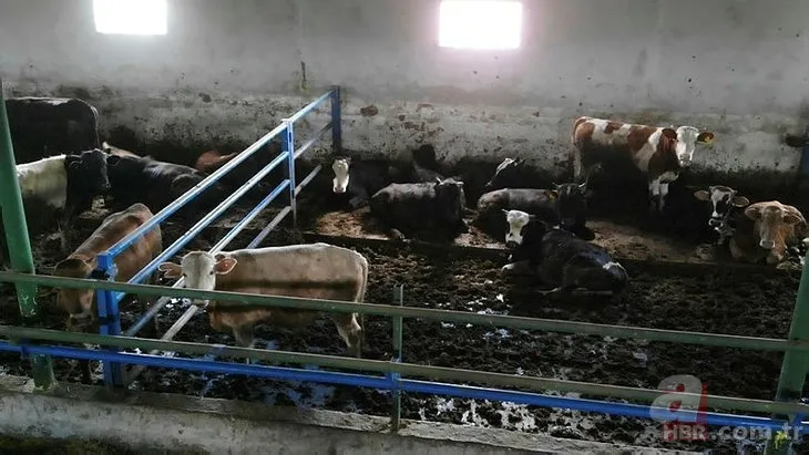 Kurbanlık fiyatları son dakika il il açıklandı: 2022 koyun, keçi, dana fiyatları ne kadar, kaç TL oldu? Büyükbaş, küçükbaş... 8