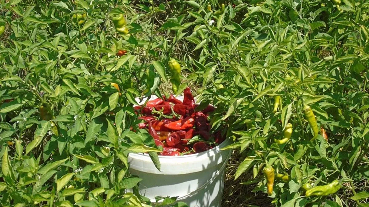 Gaziantep'te sofralık kırmızı biber hasadı!
