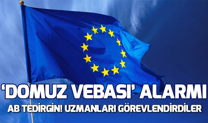 ABde Afrika domuz vebası alarmı