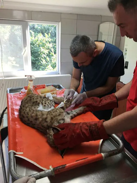 Giresun'da bulunan vaşak tedavi altına alındı - 1