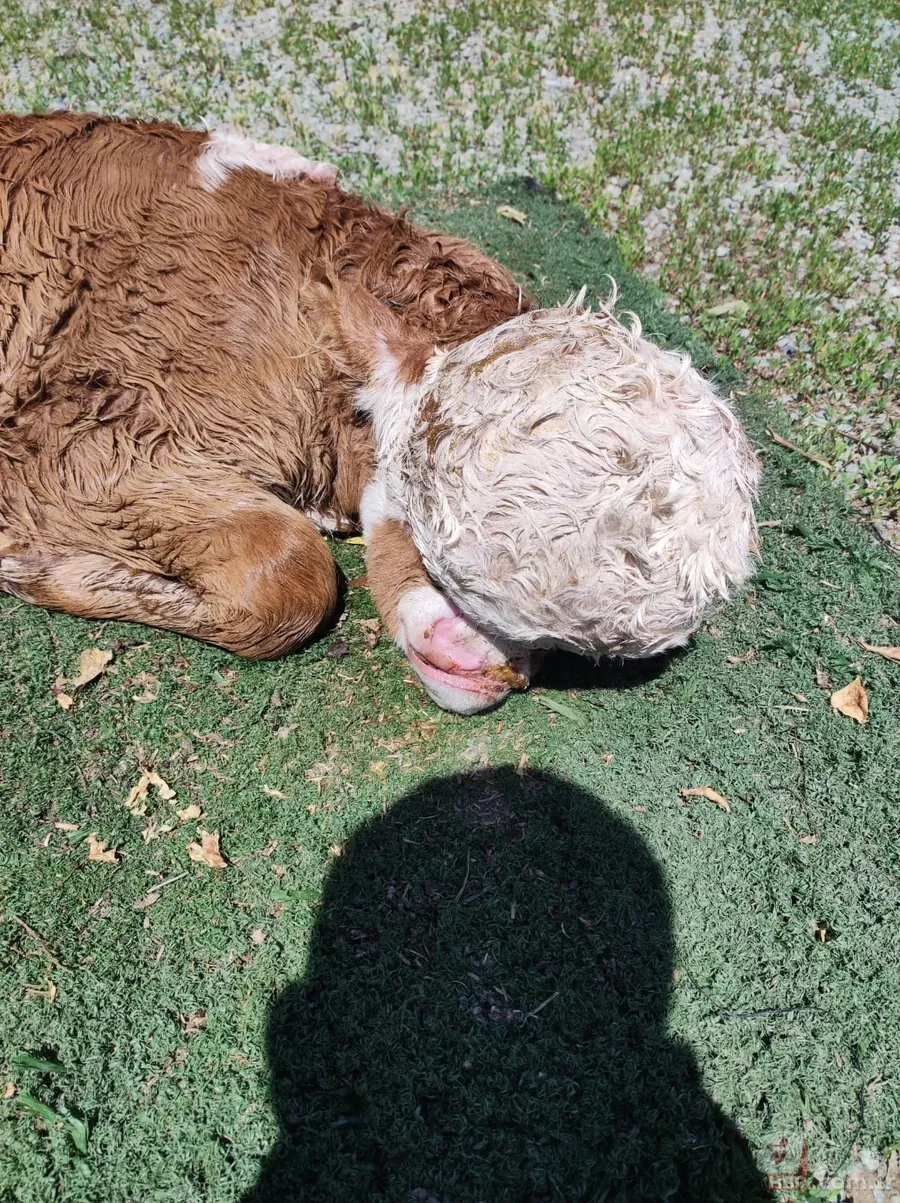 Doğum yapan inek sahibini şoke etti! Çok nadir görülen olay: Beyni derinin altında gözleri de oluşmadı 2