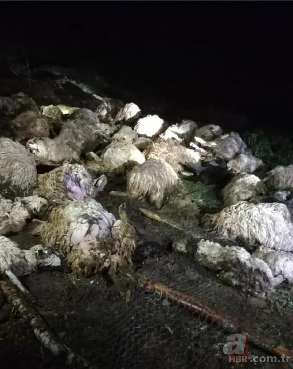 Korkusu yetti! Birbirini ezen 108 koyun telef oldu 8