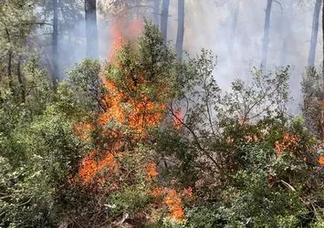 Son dakika | İzmir Urla'da orman yangını