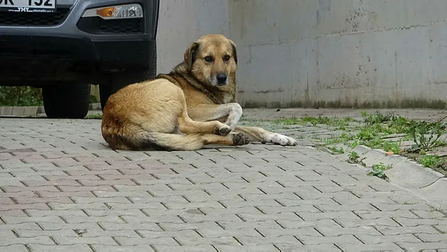 Bursa'da kadın kucağındaki bebekle 20 köpeğin saldırısına uğradı - 3