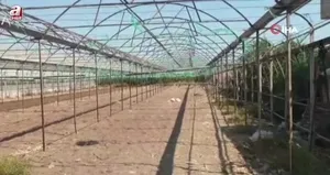 Antalya’da serada cinayet