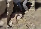 Uçuruma atlayan 28 koyun telef oldu