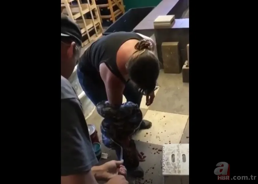 Her şey bir anda oldu! Dev piton yılanı bakıcısına böyle saldırdı 14