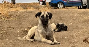 Sakarya’da köpek öldürülen sahibinin başından ayrılmadı!