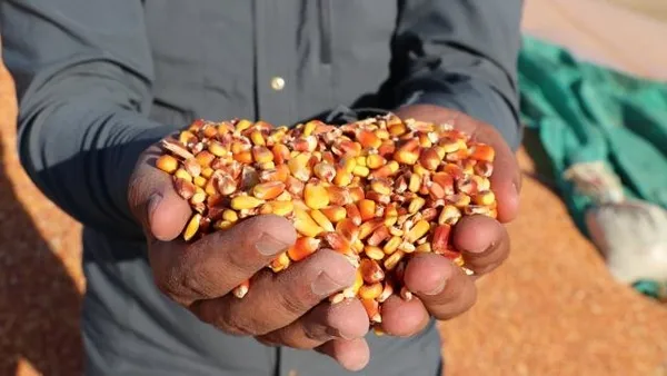 Başkan Recep Tayyip Erdoğan’dan Kabine Toplantısı sonrası son dakika açıklamaları! Mısır alım fiyatı belli oldu