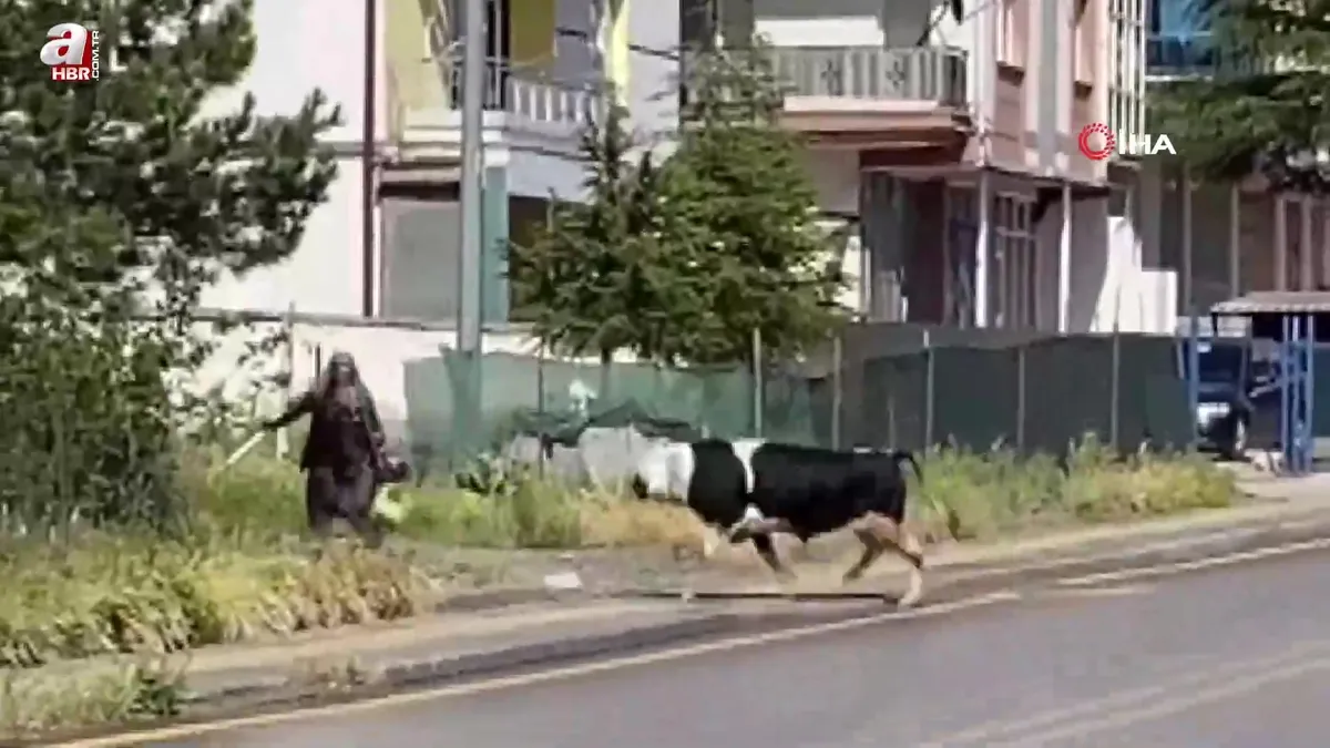 Ankara’da kaçan dana yaşlı kadını yaraladı
