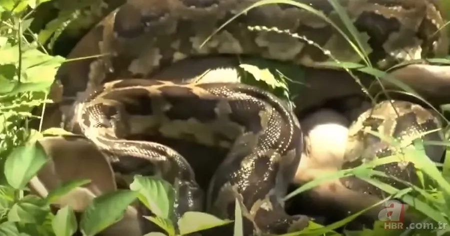 Anakonda yılanı ineği tek lokmada yuttu! O anlar böyle görüntülendi 1