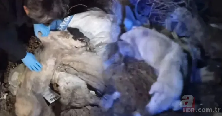 40 köpek vahşice öldürülüp çöpe atıldı! Sorumlusu CHP’li Edremit Belediyesi mi? 4