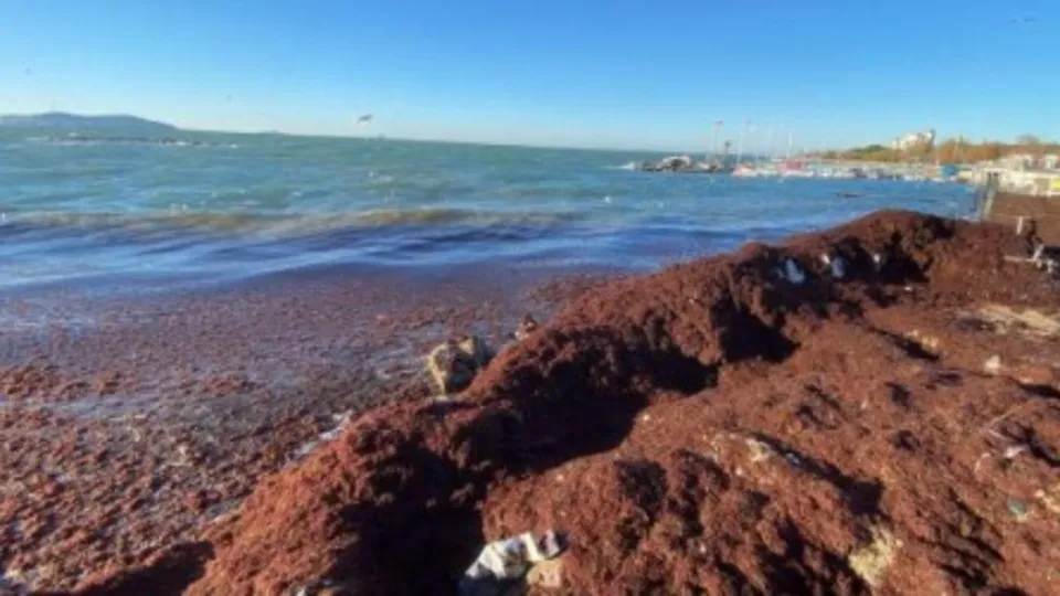 Kadıköy'de sahili tekrar kırmızı yosun sardı