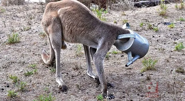 Onları görenler şaştı kaldı! 21