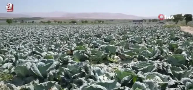 Niğde tarımı turizme açılıyor