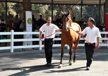 Bursa’da ev fiyatına tay satıldı