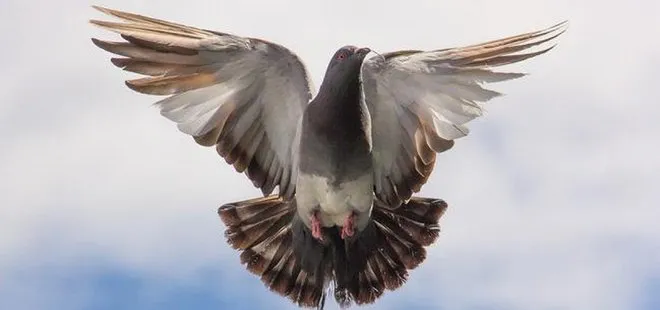 Posta güvercininin düşürdüğü 110 yıllık mesaj Fransa’da bulundu